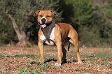 AMSTAFF ADULT 139